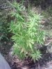 Pic_0127_055.jpg
