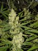 blue's [livers] x exodus cheese clone only 009.JPG