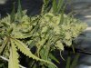 blue's [livers] x exodus cheese clone only 010.JPG