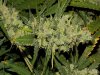 blue's [livers] x exodus cheese clone only 011.JPG