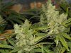 blue's [livers] x exodus cheese clone only 012.JPG