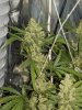 blue's [livers] x exodus cheese clone only 015.JPG