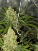 blue's [livers] x exodus cheese clone only 016.JPG