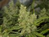 blue's [livers] x exodus cheese clone only 020.JPG