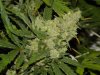 blue's [livers] x exodus cheese clone only 021.JPG