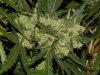 blue's [livers] x exodus cheese clone only 022.JPG