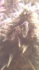 Flowering_day_40-013.jpg
