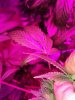 IMG_20151107_192811.jpg