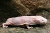 20071026pets_naked_mole_rats_006_500.jpg