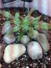 Day 24 - CK2 Top View.jpg
