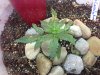 Day 24 - CK3 Top view2.jpg