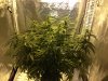 Early Flower 3 - Critical Kush.jpg