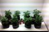 grow1-13.jpg