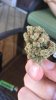 sour diesel.jpg