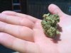 blue sour d.jpg
