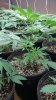 plant2.jpg