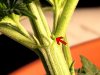 female-pre-flower-no-pistil-yet.jpg