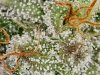 bud shots 006.jpg