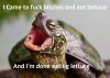 funny-pictures-turtles-auto-426888.jpeg