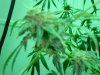 week 9 flower 006.jpg