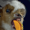 squirrel taco blow.gif