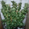 Harlequin-Day51-Harvest-1.JPG