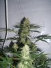 Grapefruit haze 004.jpg