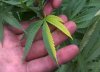 two-tone-cannabis-leaf-sm.jpg