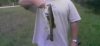 bass.jpg