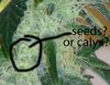 crop seed.jpg