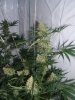 Grapefruit haze 006.jpg