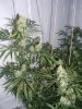 Grapefruit haze 009.jpg