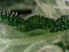 trichs 2 S20160204_005.jpg