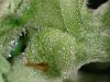 trichs 5 S20160204_004.jpg