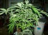 SSDDxW_9 77 Days from seed ST-2.jpg