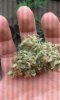 20160208_180546.jpeg