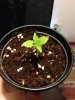 1st Seedling week 2.jpeg