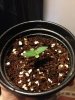 3rd seedling week 2.jpeg