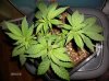 KushTopAfterPruning2016-02-10.JPG