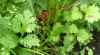 Cilantro.png