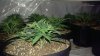 day 34 from seed feb 164.jpg