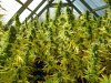 C-99-greenhouse.jpg