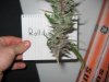 budpics 007.jpg