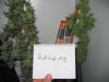 budpics 010.jpg