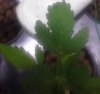 20160303_plant with round leaf mutation.jpg