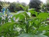 grow 002.jpg