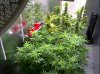 Camshot Flower Room Day53-Day13 04-07-2016-CMH.jpg