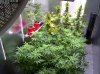 Camshot Flower Room Day54-Day14 04-08-2016-CMH.jpg