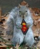 superman-squirrel-nb195711.jpg