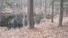 swamp 2.jpg